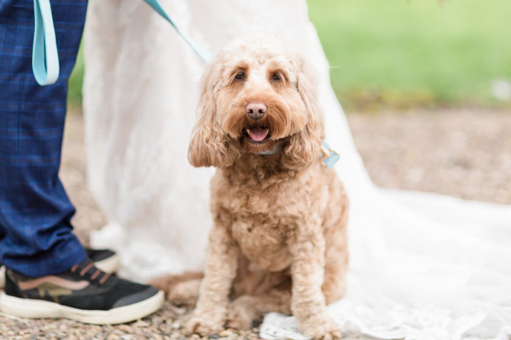 wedding photography at hodsock priory. A cockapoo